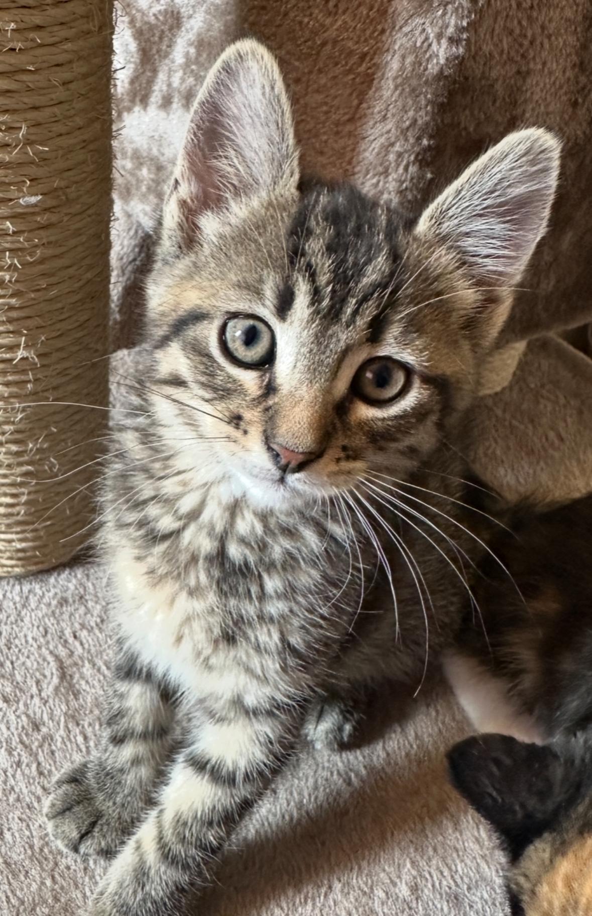 Russell, an adoptable Domestic Short Hair in Courtenay, BC, V9N 7T4 | Photo Image 1