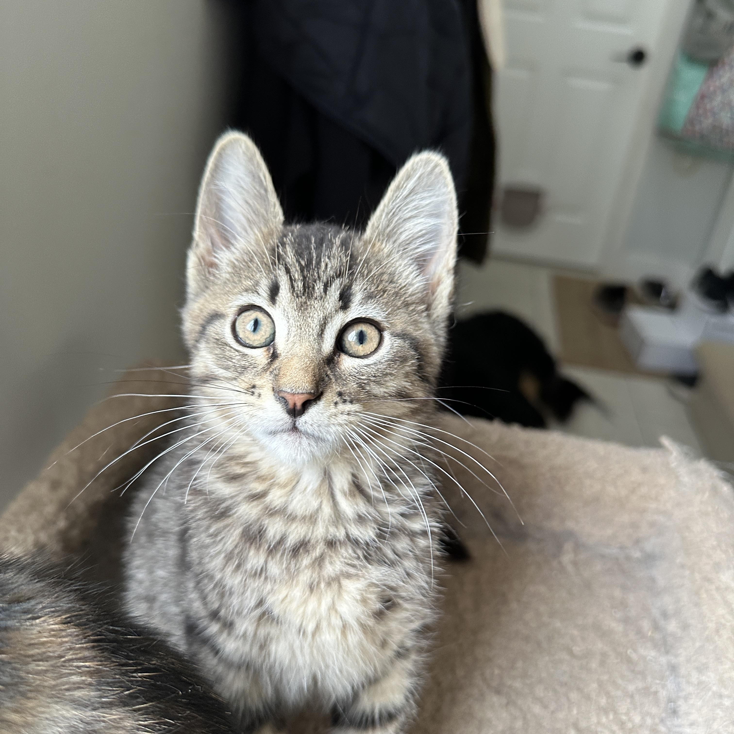 Russell, an adoptable Domestic Short Hair in Courtenay, BC, V9N 7T4 | Photo Image 4