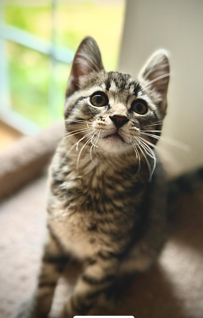 Russell, an adoptable Domestic Short Hair in Courtenay, BC, V9N 7T4 | Photo Image 2