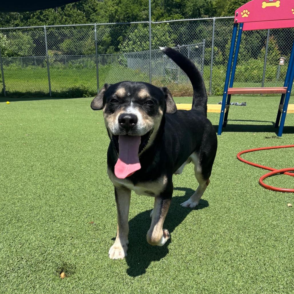 Thunder, Adoptable, Adult Male Mixed Breed.