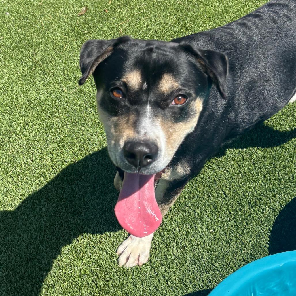 Enlarge Thunder, a Adoptable Mixed Breed in Chattanooga, TN image 2/6