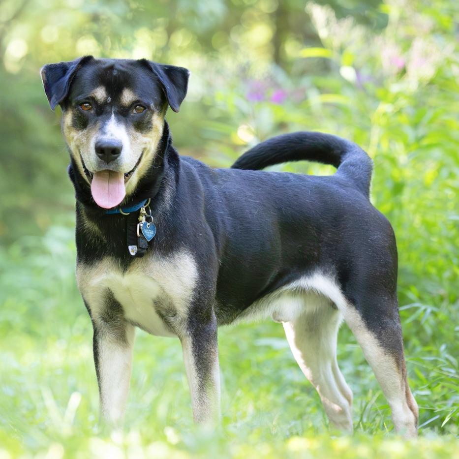 Enlarge Thunder, a Adoptable Mixed Breed in Chattanooga, TN image 3/6