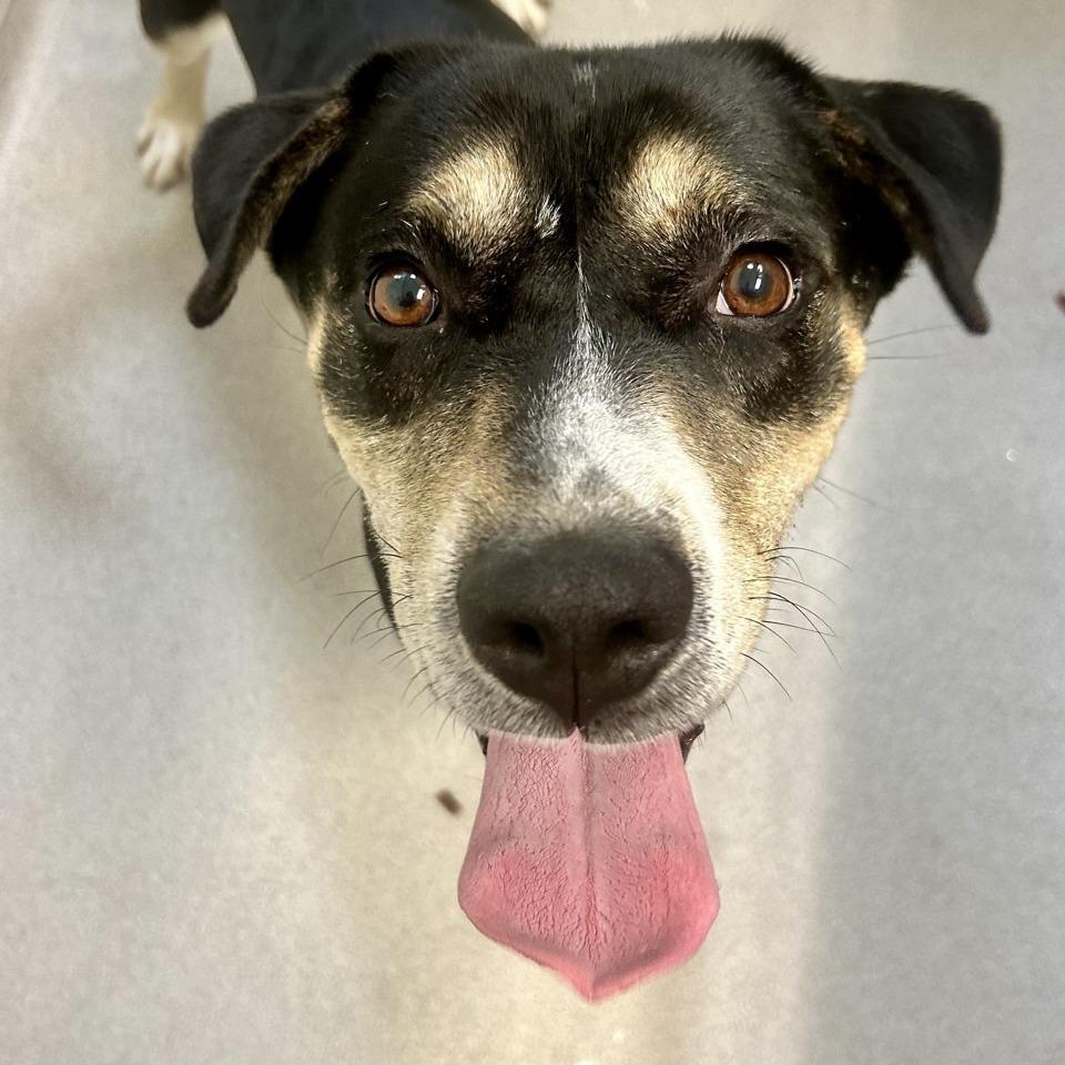 Enlarge Thunder, a Adoptable Mixed Breed in Chattanooga, TN image 4/6