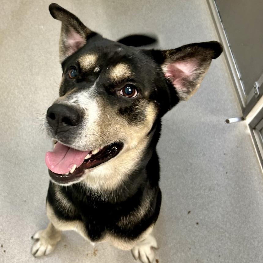 Enlarge Thunder, a Adoptable Mixed Breed in Chattanooga, TN image 5/6