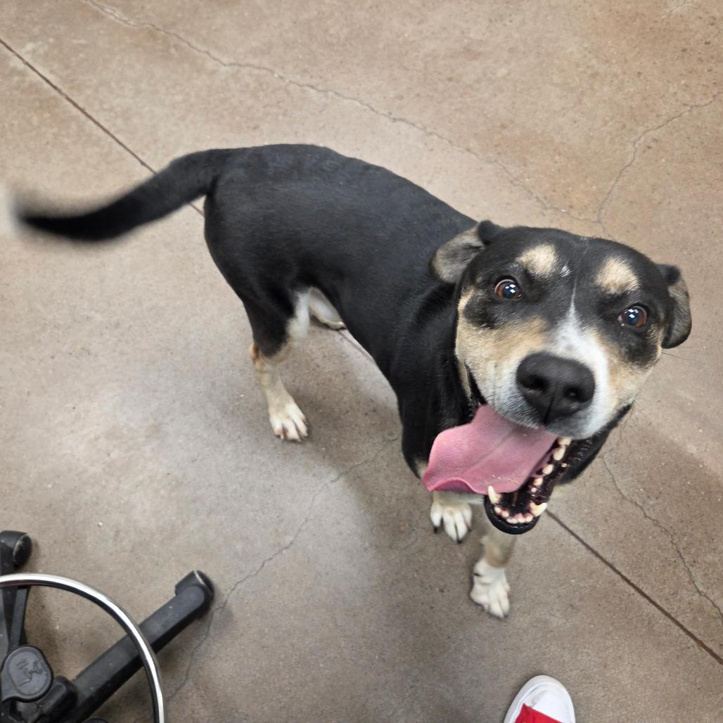 Enlarge Thunder, a Adoptable Mixed Breed in Chattanooga, TN image 6/6