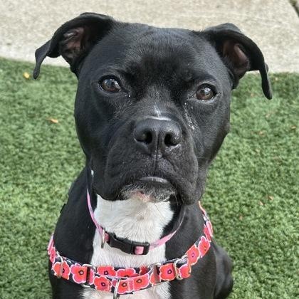 Pansy, Adoptable, Adult Female Boxer.