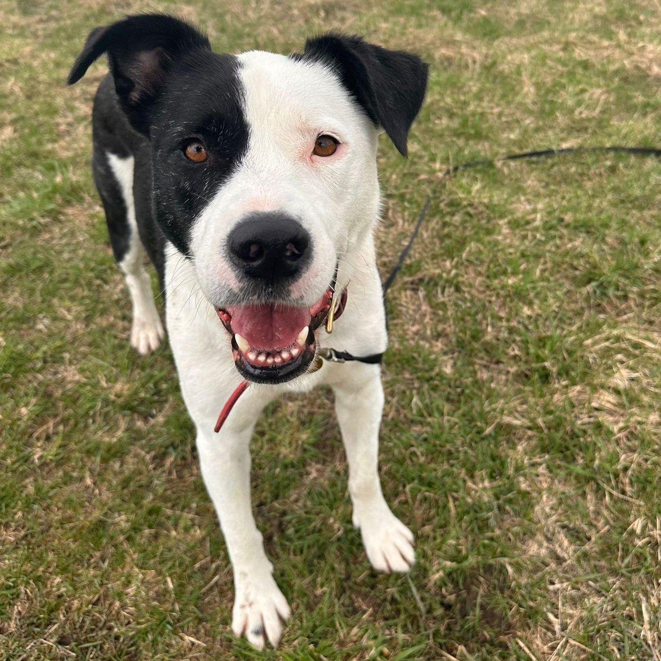 Enlarge Ms. Gorgeous Gloria, a Adoptable mixed breed in toronto, ON image 6/6