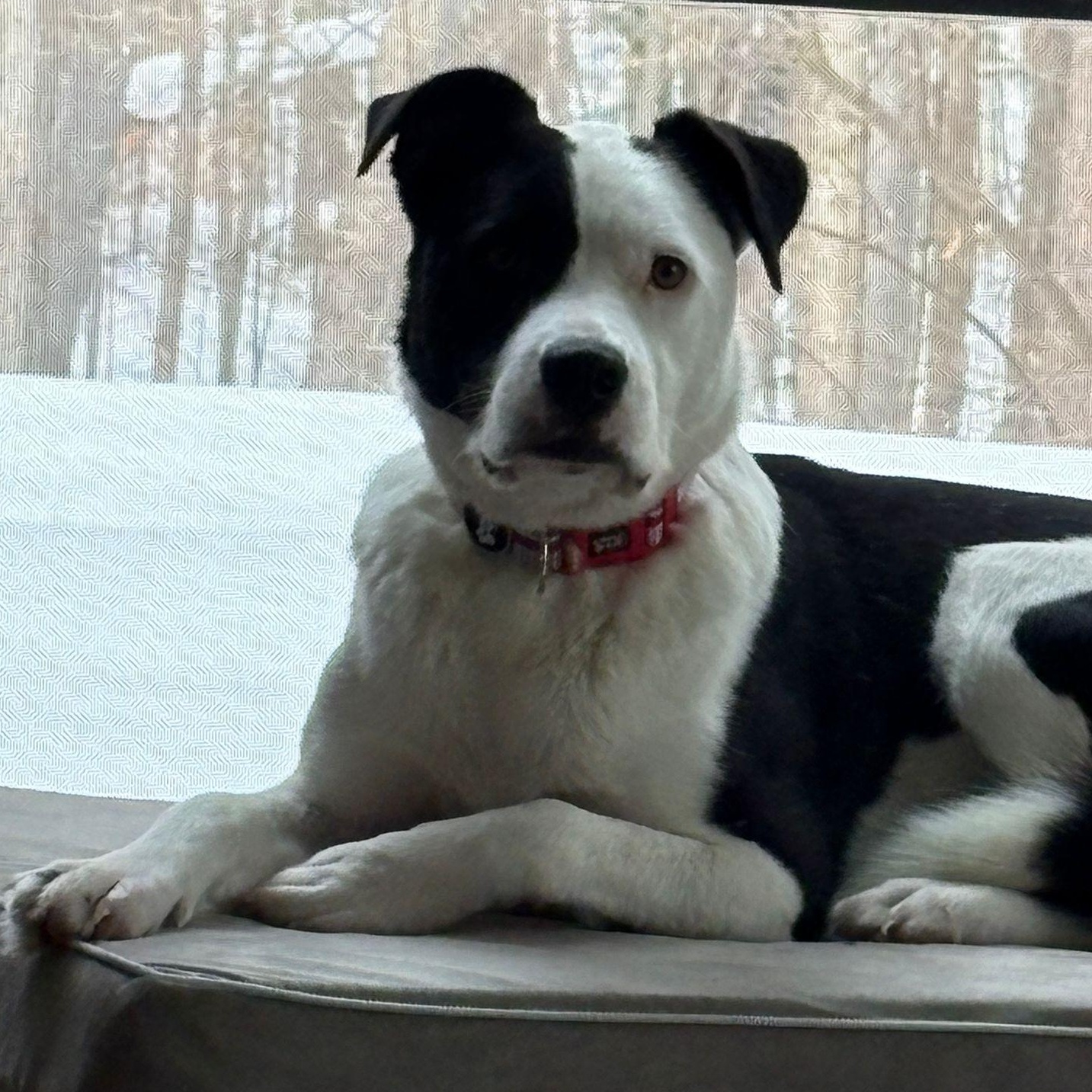 Enlarge Ms. Gorgeous Gloria, a Adoptable mixed breed in toronto, ON image 1/6