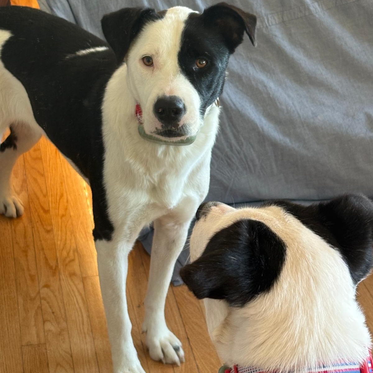 Enlarge Ms. Gorgeous Gloria, a Adoptable mixed breed in toronto, ON image 3/6