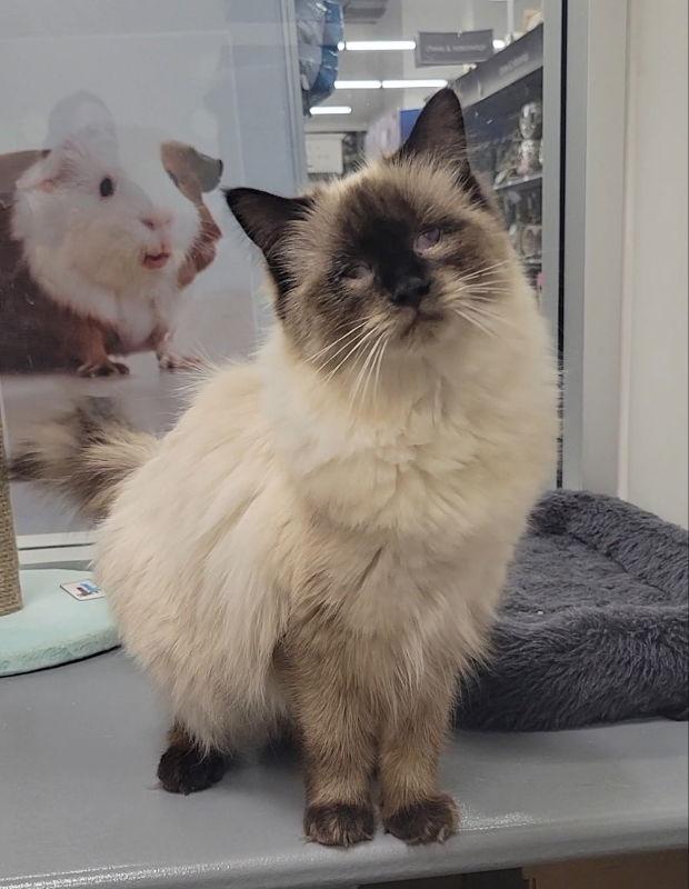 Colby, Adopted, Young Female Siamese & Domestic Long Hair.