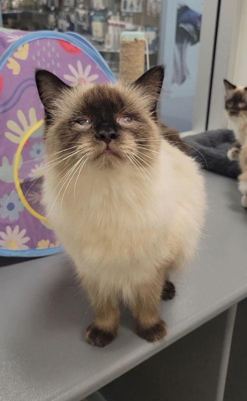 Colby, a Adopted mixed breed in Ball Ground, GA image 2/3