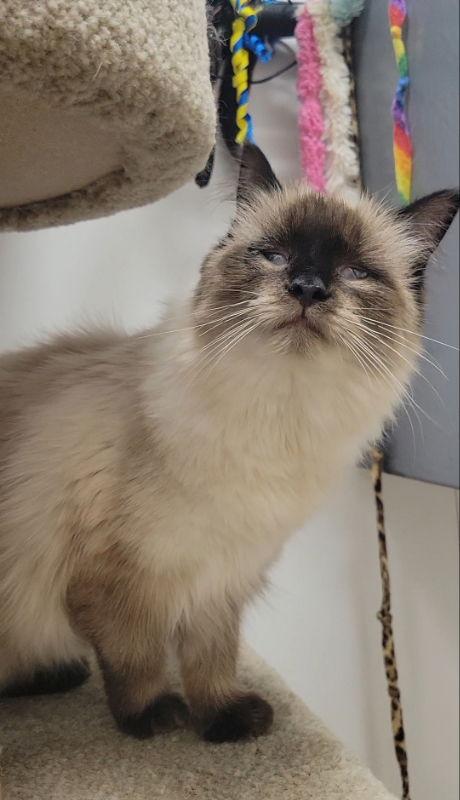 Colby, a Adopted mixed breed in Ball Ground, GA image 3/3