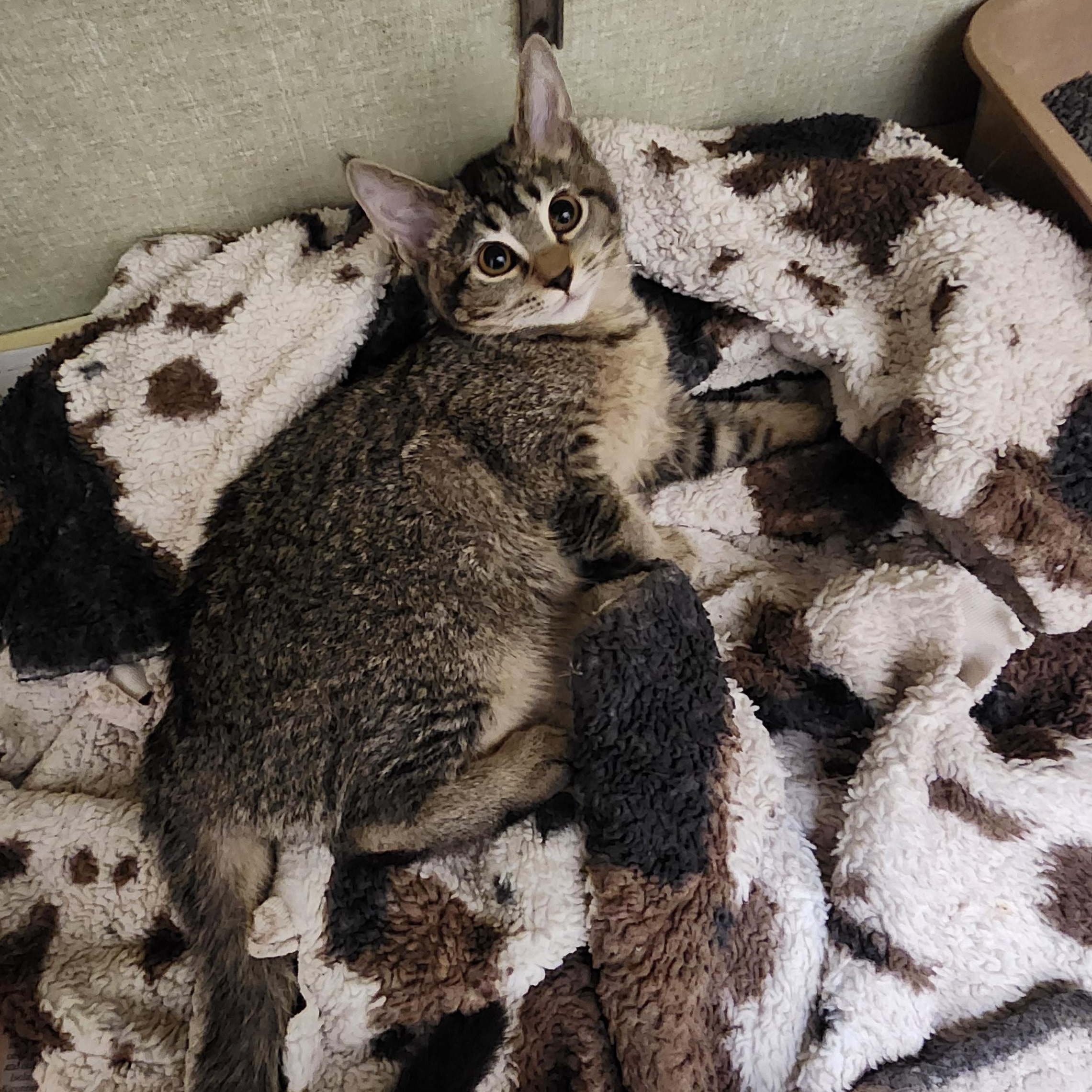 Sugar, ADOPTABLE, Kitten Female Domestic Short Hair.