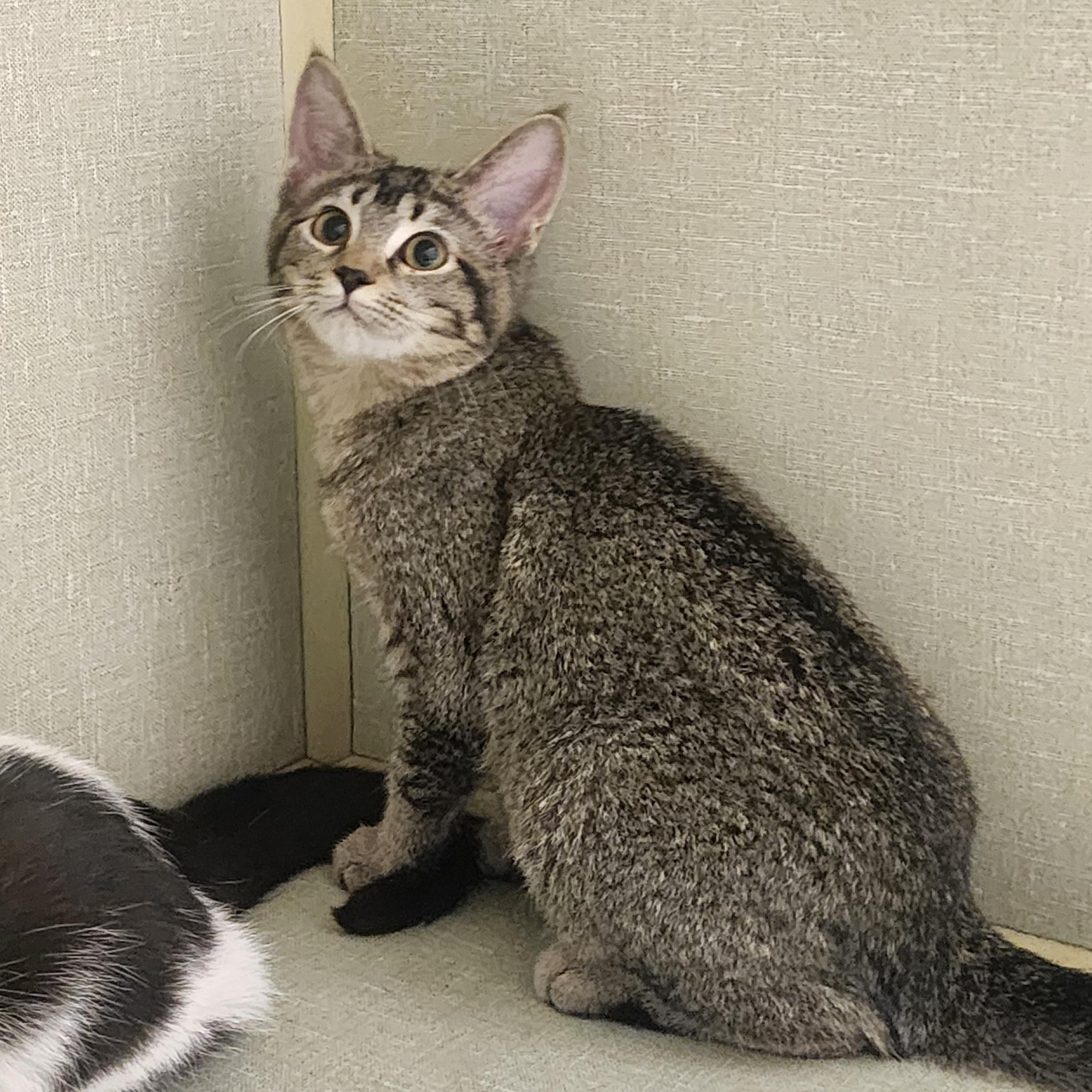 Sugar, an adopted Domestic Short Hair in Tulsa, OK image 2/2