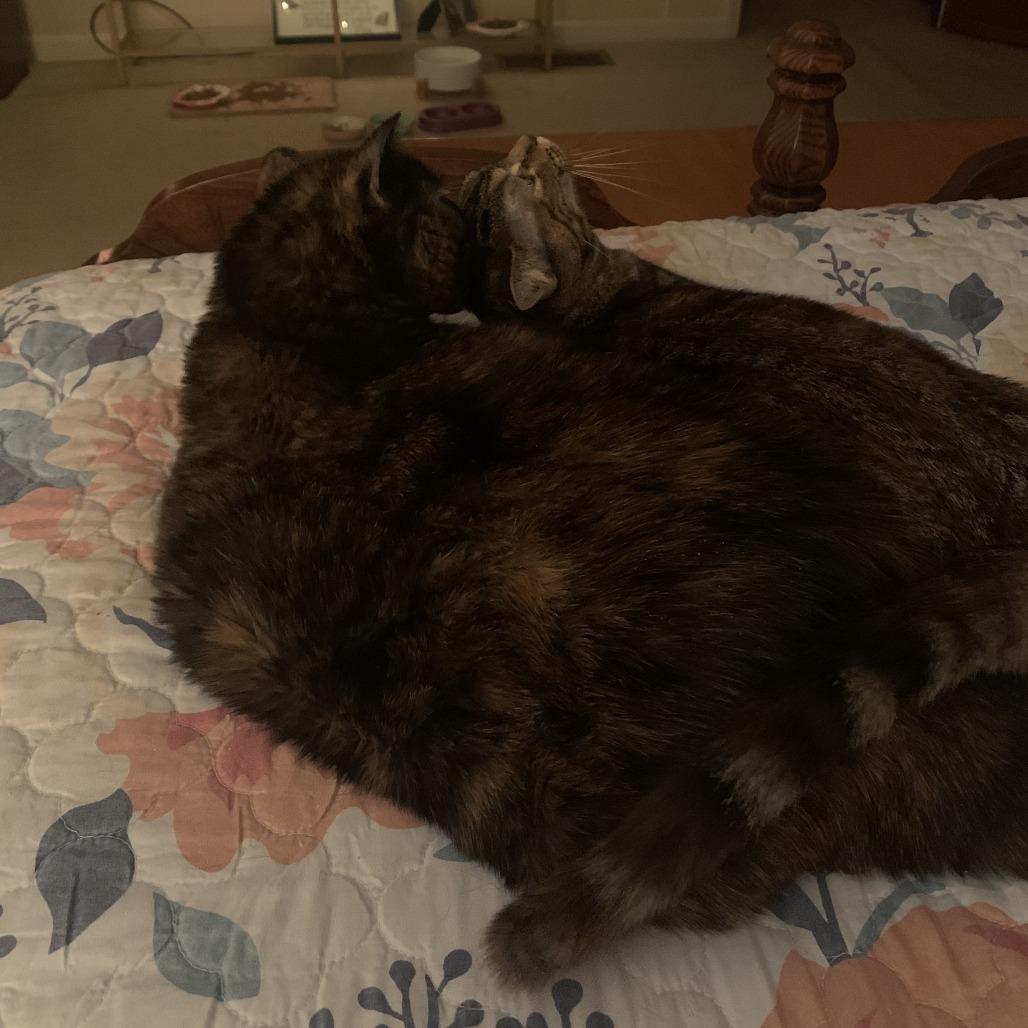 Enlarge Jolene (Parton Kids), a Adoptable Domestic Short Hair in Charlotte, NC image 1/6