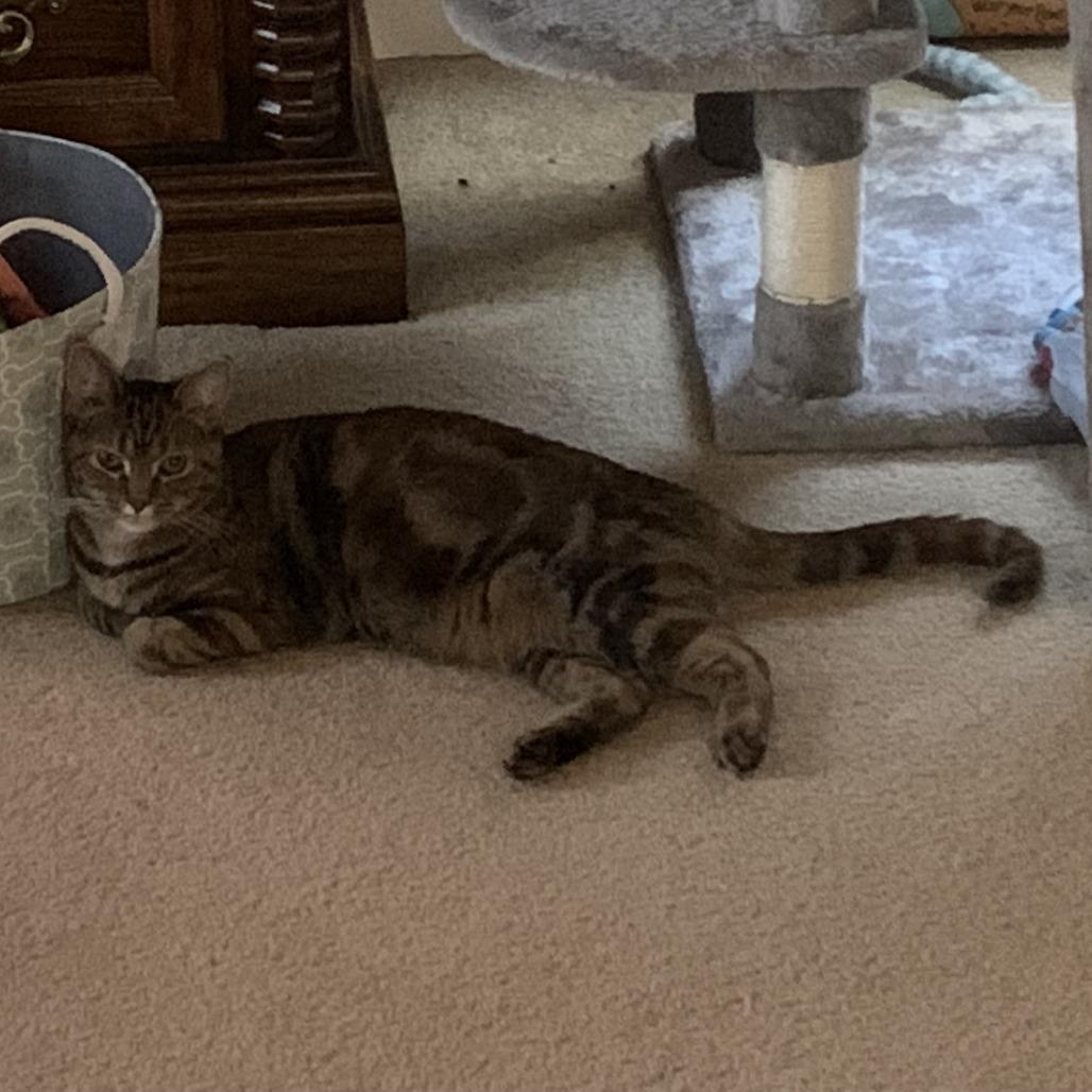 Enlarge Jolene (Parton Kids), a Adoptable Domestic Short Hair in Charlotte, NC image 2/6