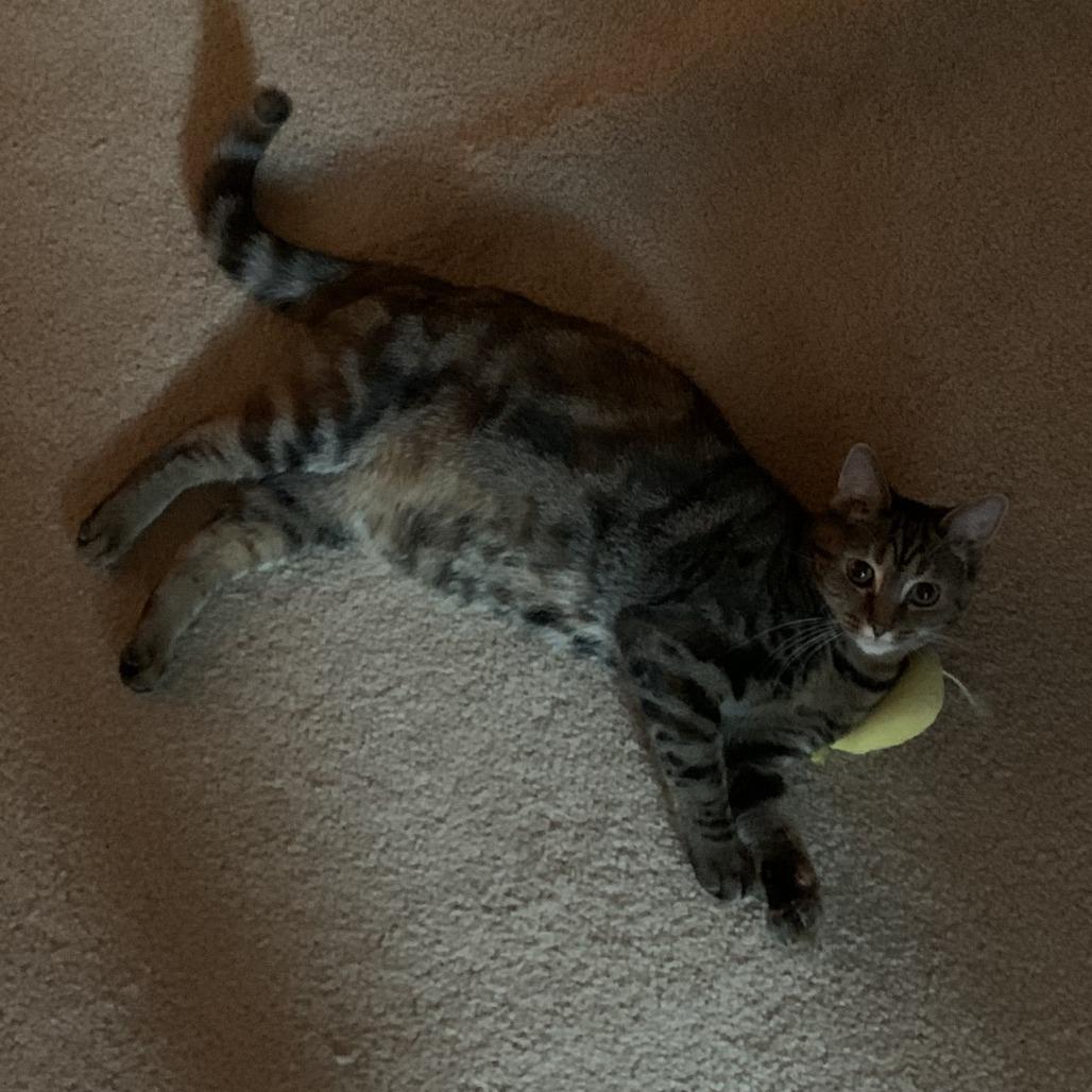 Enlarge Jolene (Parton Kids), a Adoptable Domestic Short Hair in Charlotte, NC image 3/6