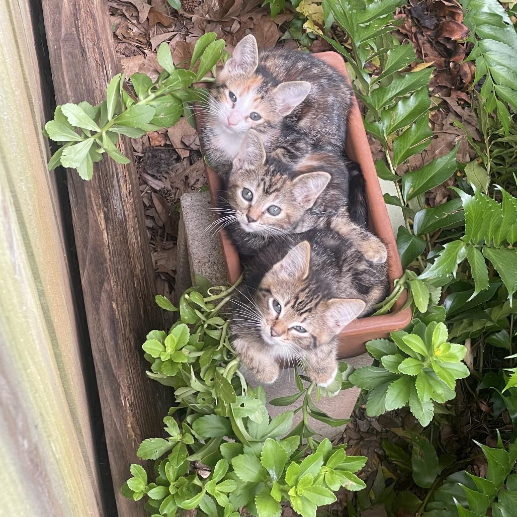 Enlarge Jolene (Parton Kids), a Adoptable Domestic Short Hair in Charlotte, NC image 4/6