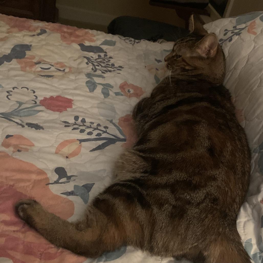 Enlarge Jolene (Parton Kids), a Adoptable Domestic Short Hair in Charlotte, NC image 6/6