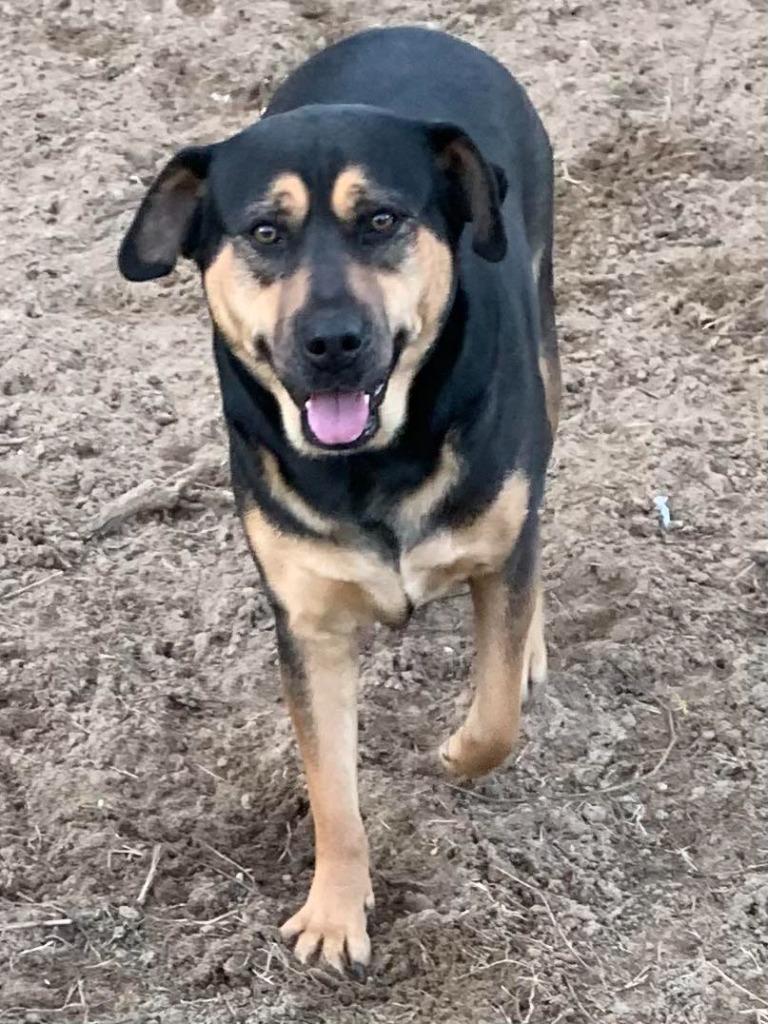 Enlarge Mave, a Adoptable mixed breed in Fond Du Lac, WI image 1/4