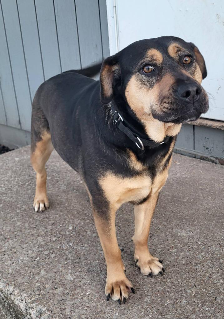 Mave, Adoptable, Adult Female Mixed Breed.