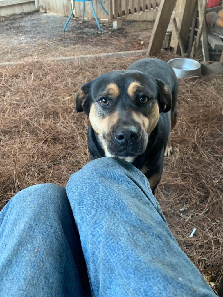 Enlarge Mave, a Adoptable mixed breed in Fond Du Lac, WI image 2/4