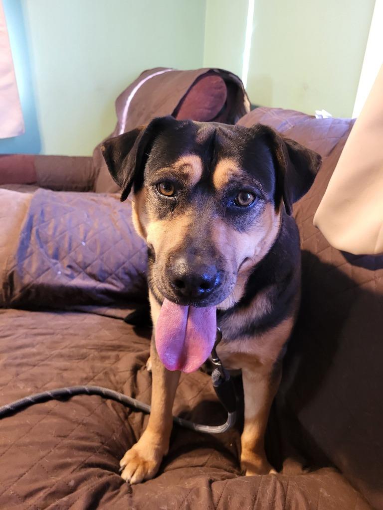 Enlarge Mave, a Adoptable mixed breed in Fond Du Lac, WI image 2/6