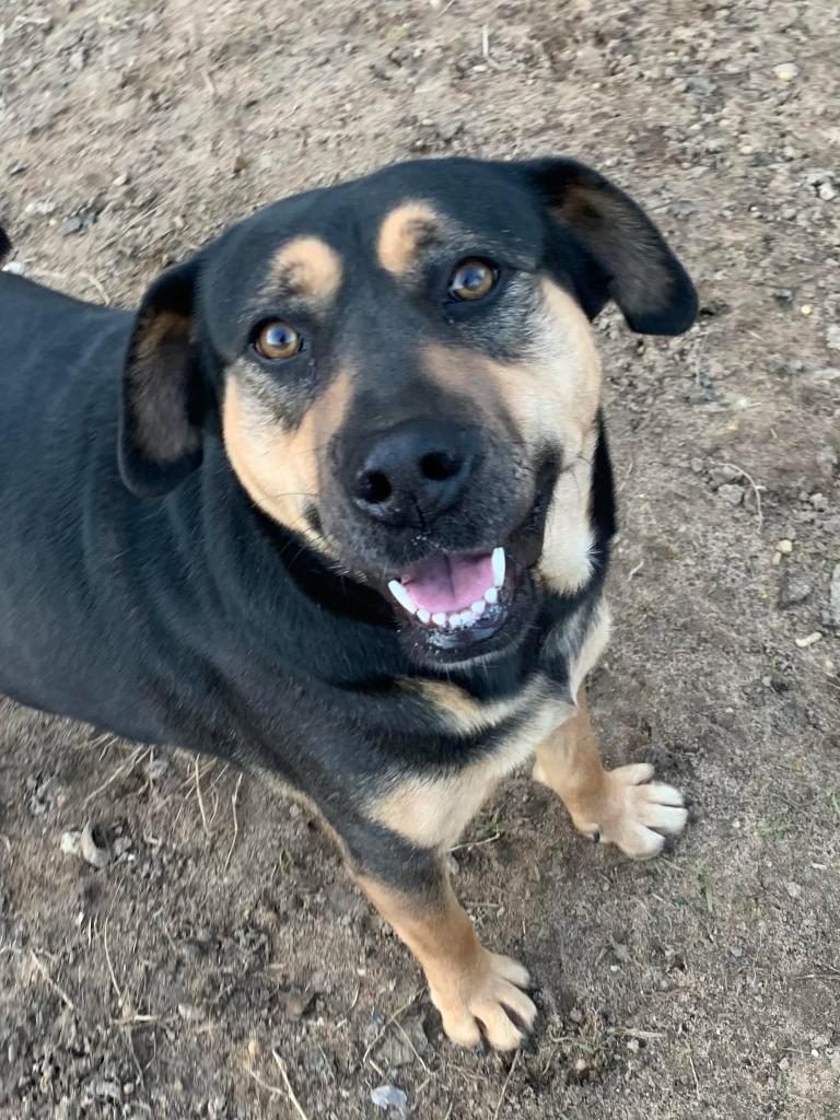 Enlarge Mave, a Adoptable mixed breed in Fond Du Lac, WI image 3/4