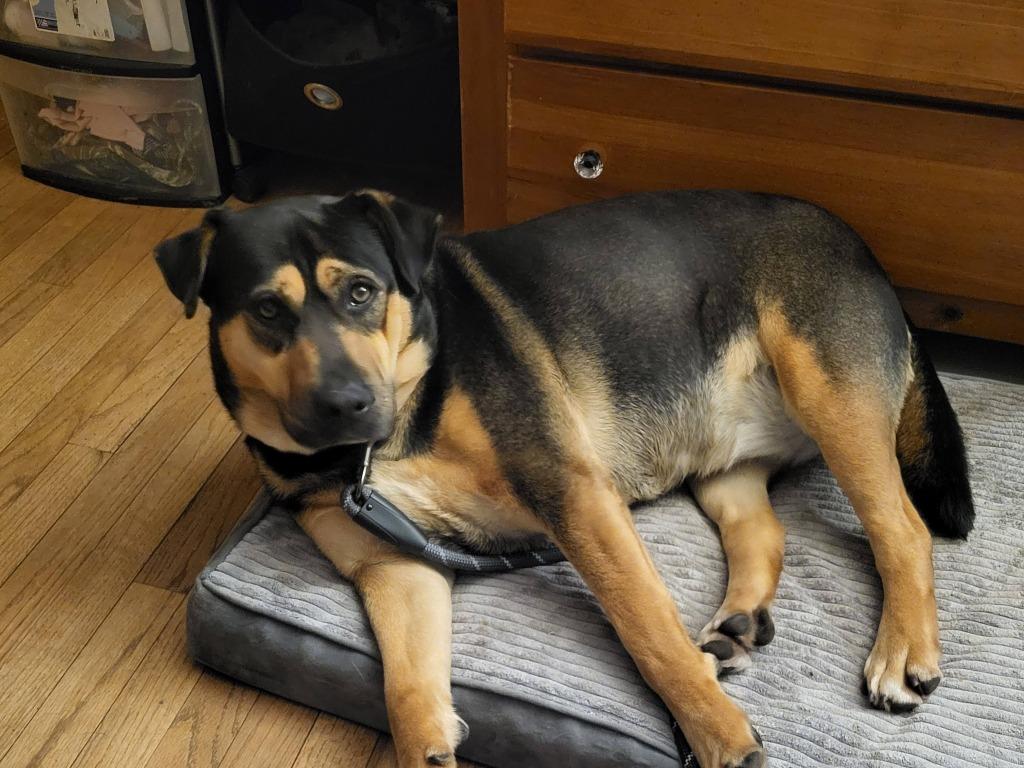 Enlarge Mave, a Adoptable mixed breed in Fond Du Lac, WI image 3/6