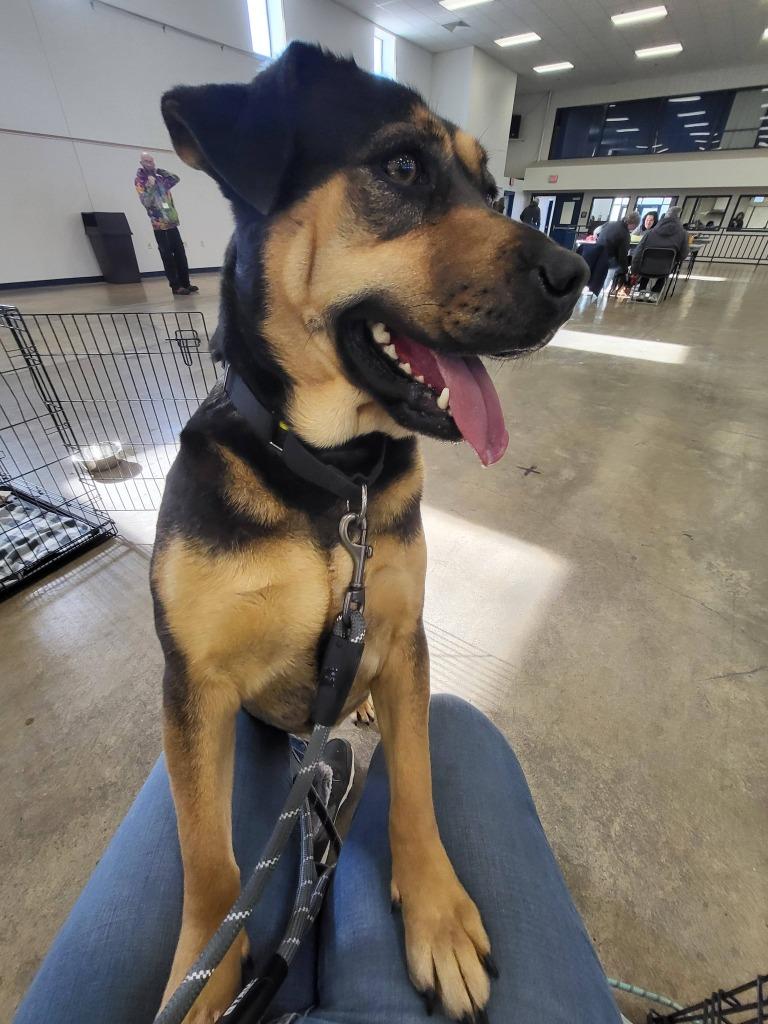 Enlarge Mave, a Adoptable mixed breed in Fond Du Lac, WI image 4/6