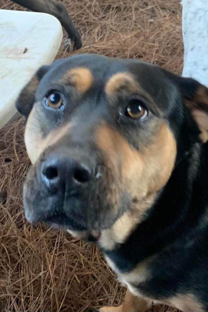 Enlarge Mave, a Adoptable mixed breed in Fond Du Lac, WI image 4/4