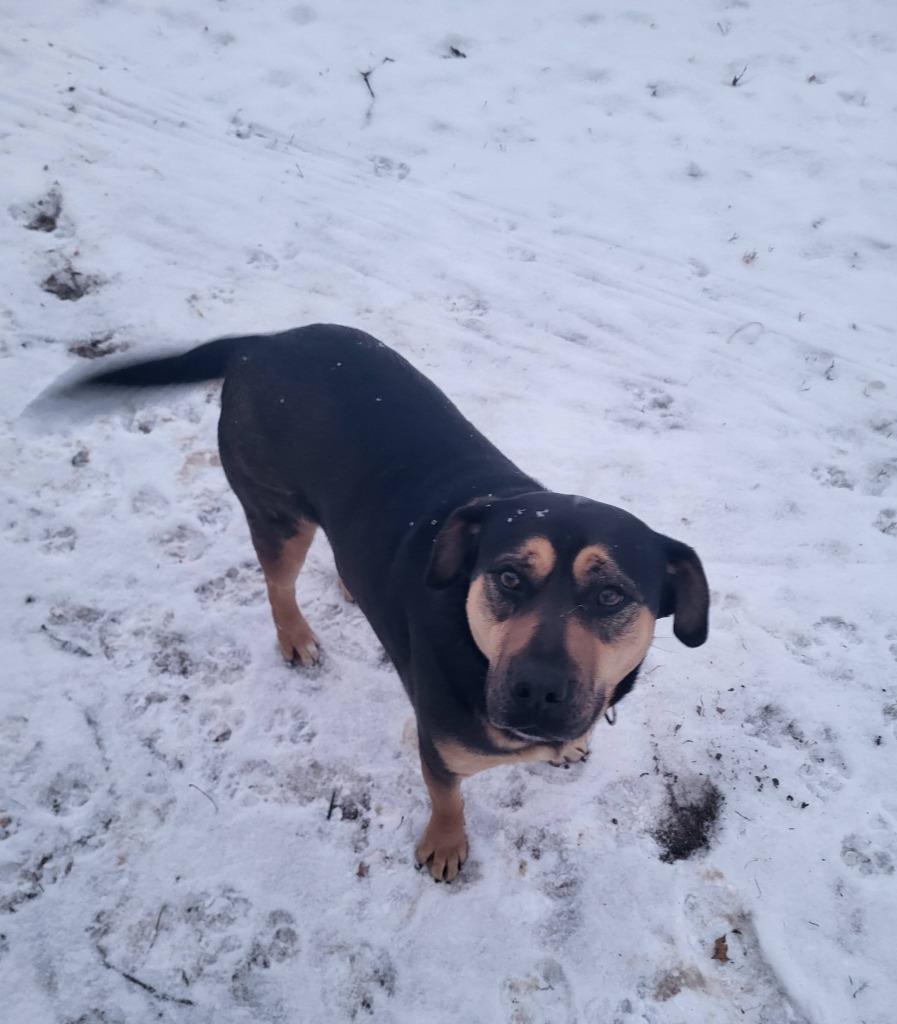 Enlarge Mave, a Adoptable mixed breed in Fond Du Lac, WI image 5/6