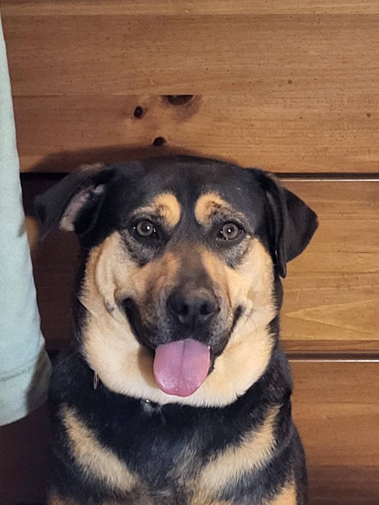 Enlarge Mave, a Adoptable mixed breed in Fond Du Lac, WI image 6/6