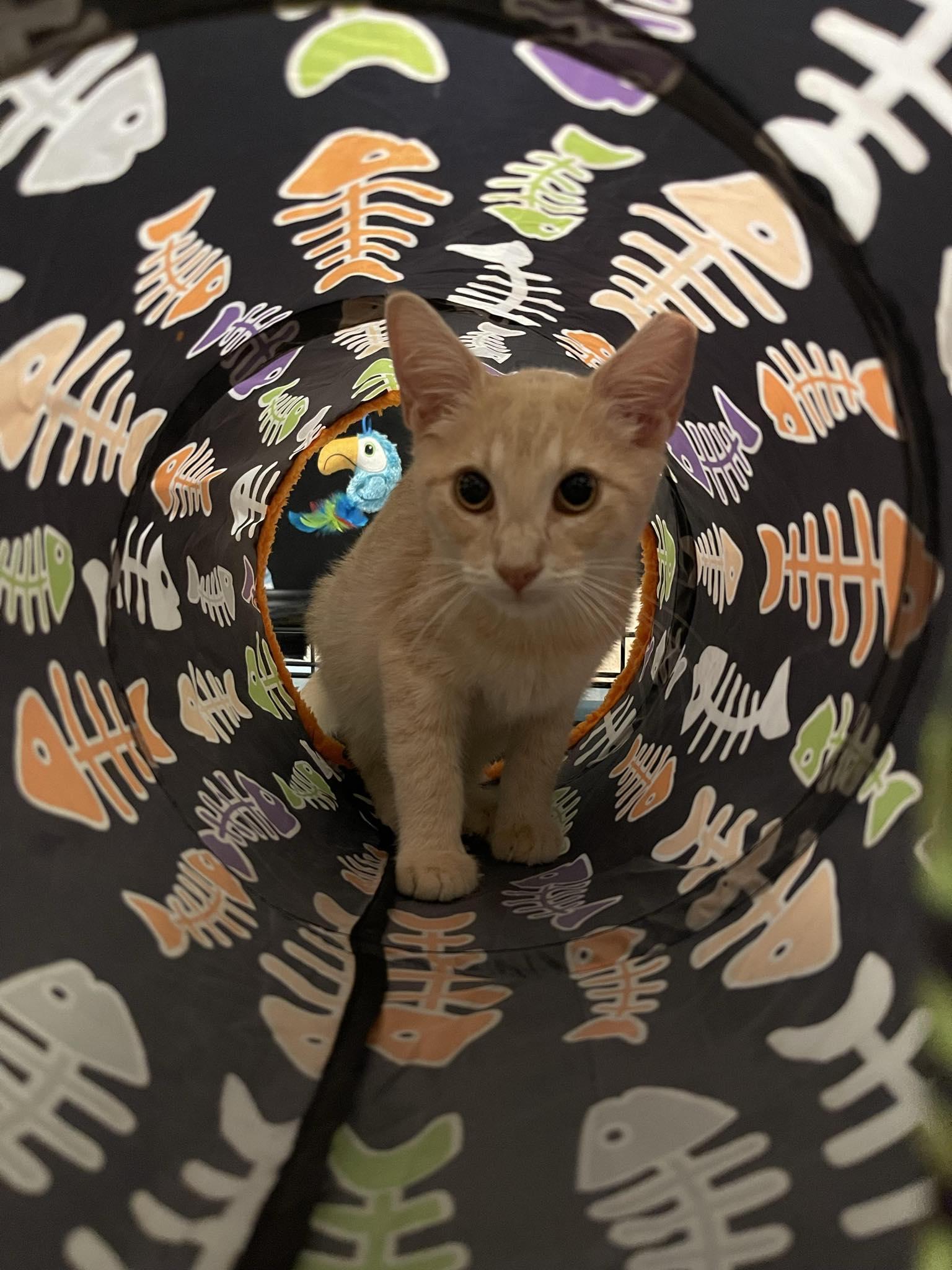 Enlarge Archie, a Adopted American Shorthair in Forney, TX image 2/3