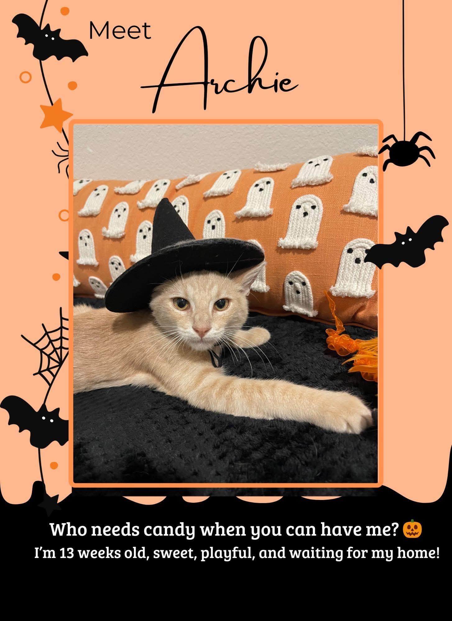 Archie, Adopted, Young Male American Shorthair.