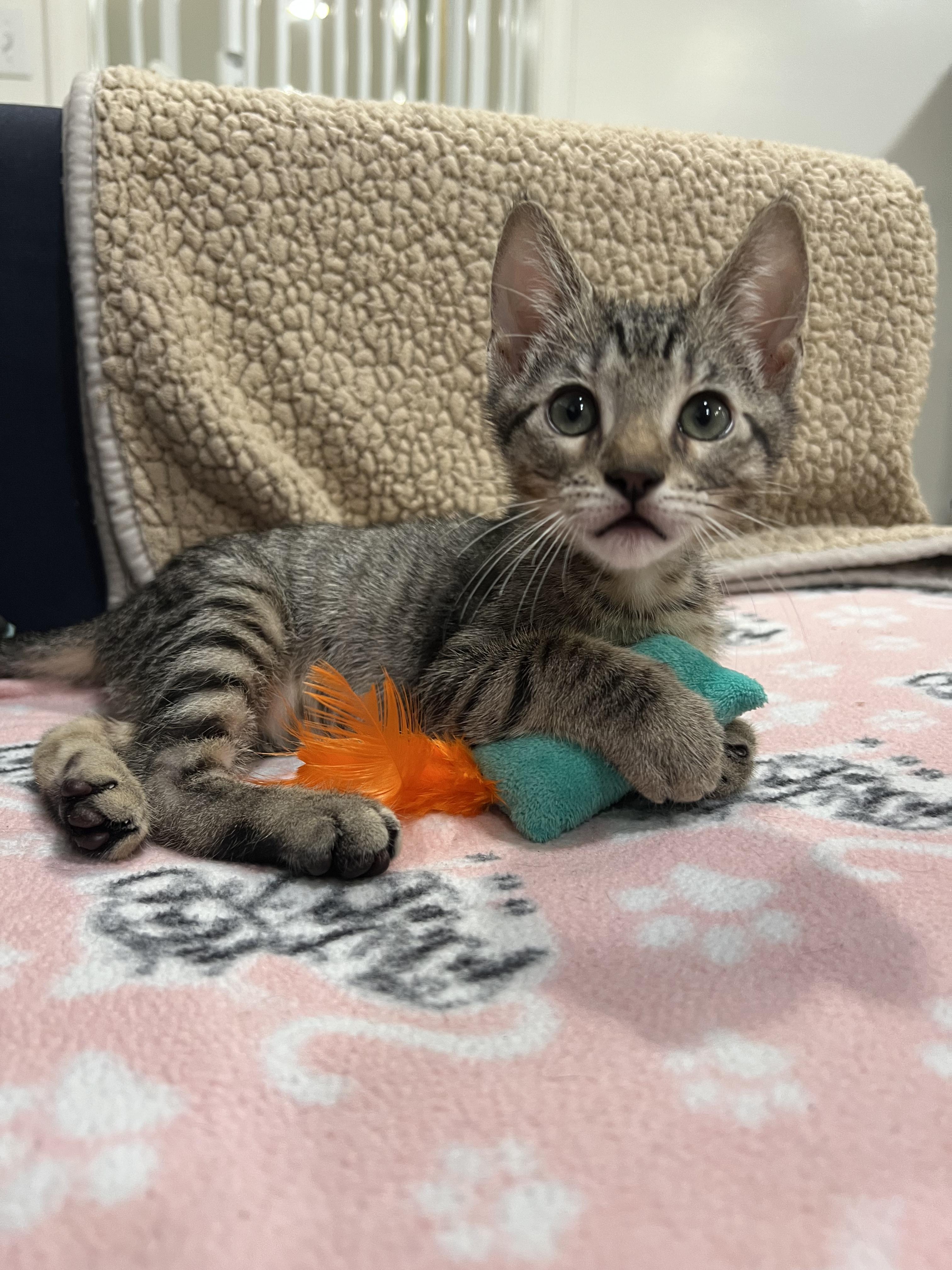 Soca Night and Fete, adopted, Kitten Female Domestic Short Hair.