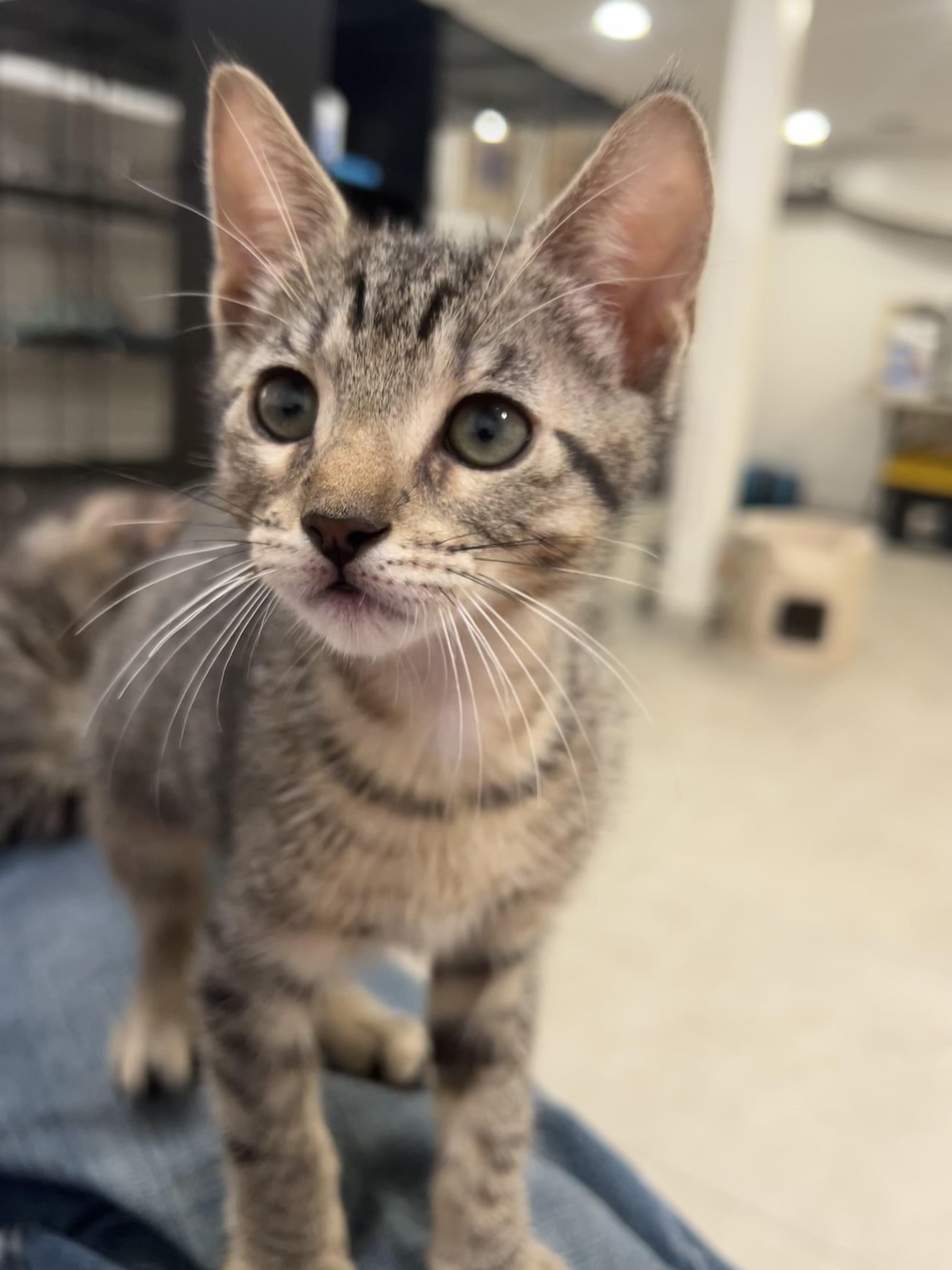Enlarge Soca Night and Fete, an adopted Domestic Short Hair in Wellesley, MA image 4/6