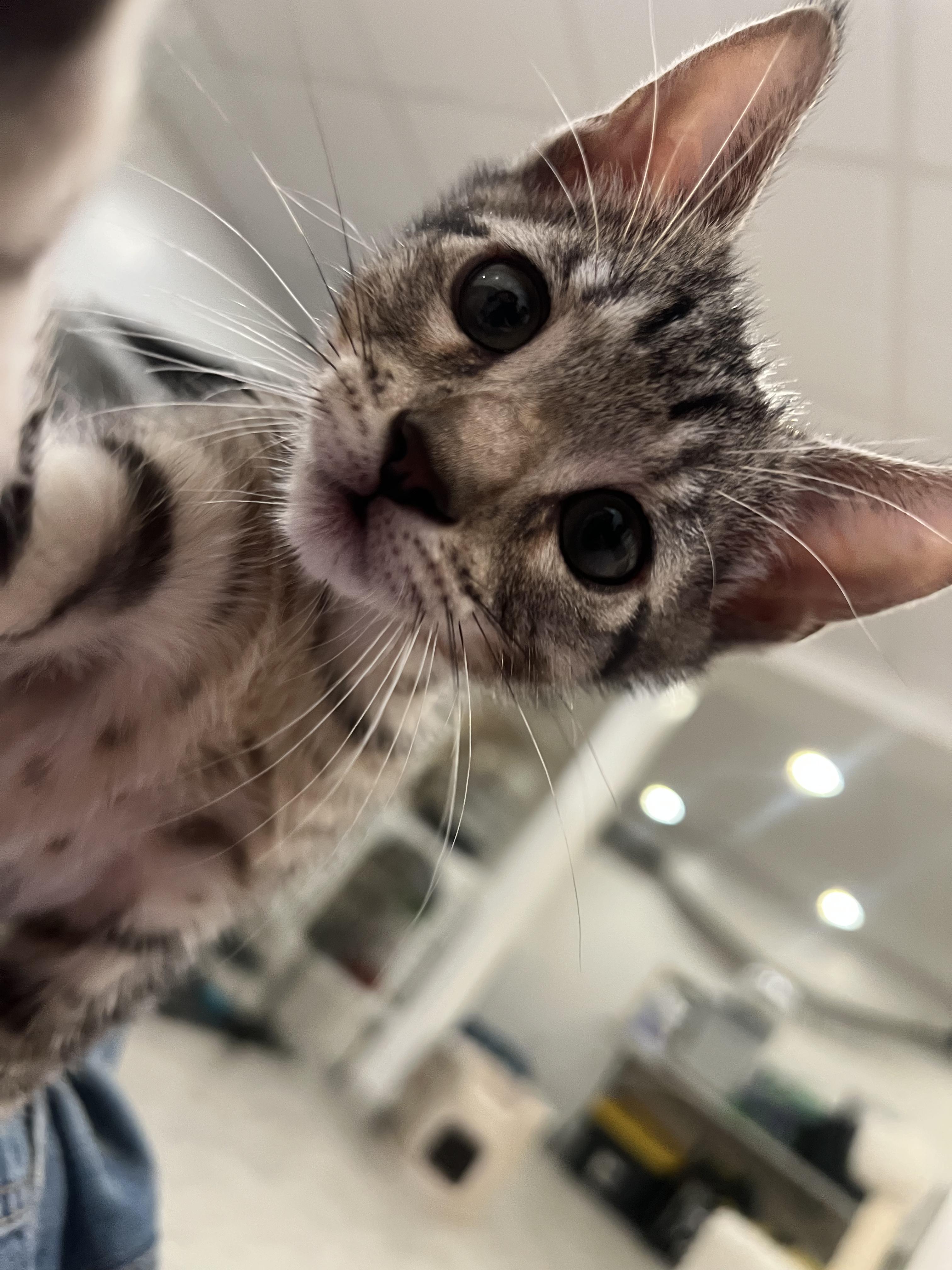 Enlarge Soca Night and Fete, an adopted Domestic Short Hair in Wellesley, MA image 2/6