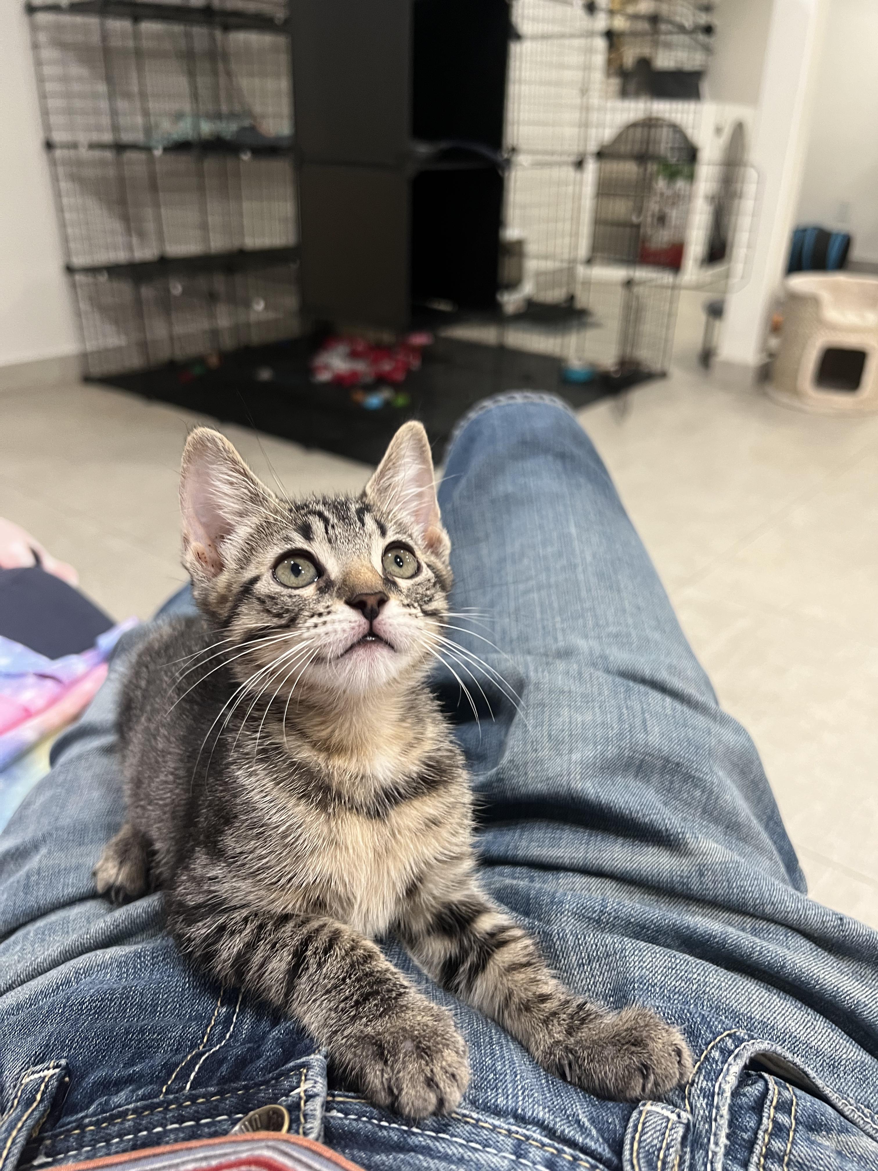 Enlarge Soca Night and Fete, an adopted Domestic Short Hair in Wellesley, MA image 5/6
