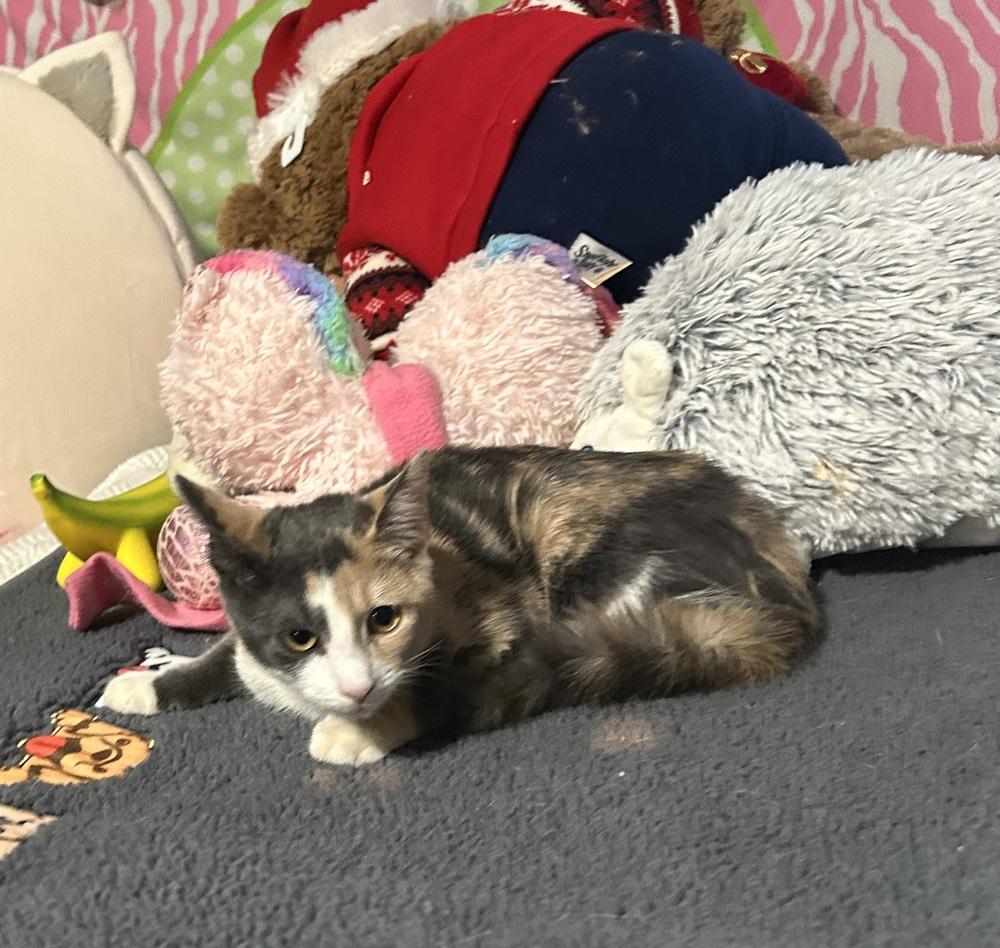Minka, Adoptable, Kitten Female Calico.
