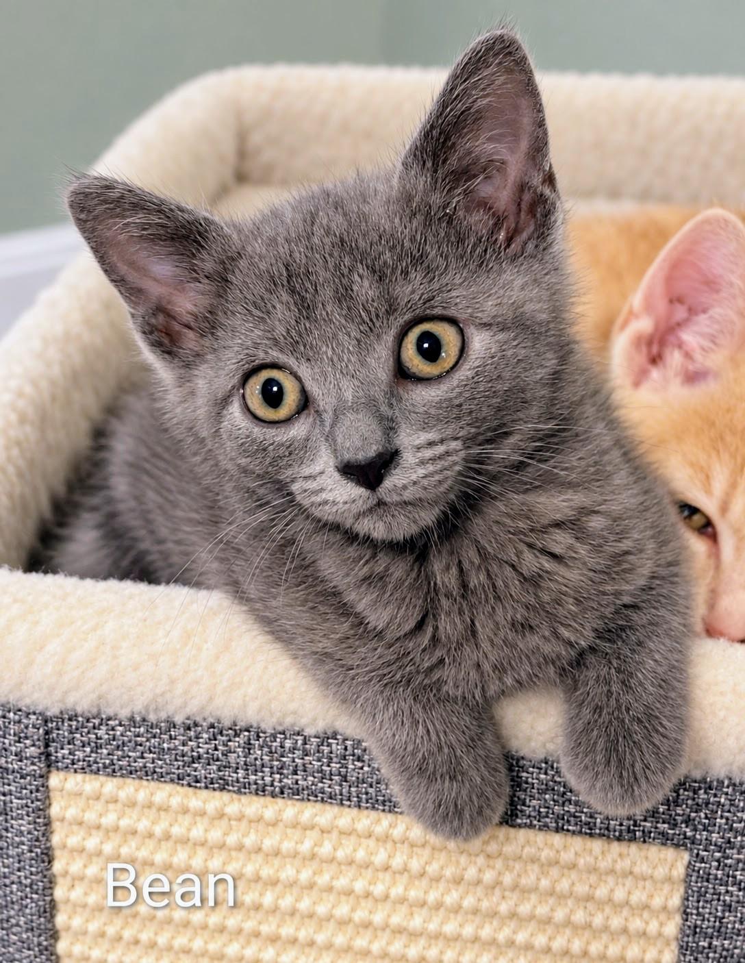 Bean MD, Adoptable, Kitten Male Russian Blue.