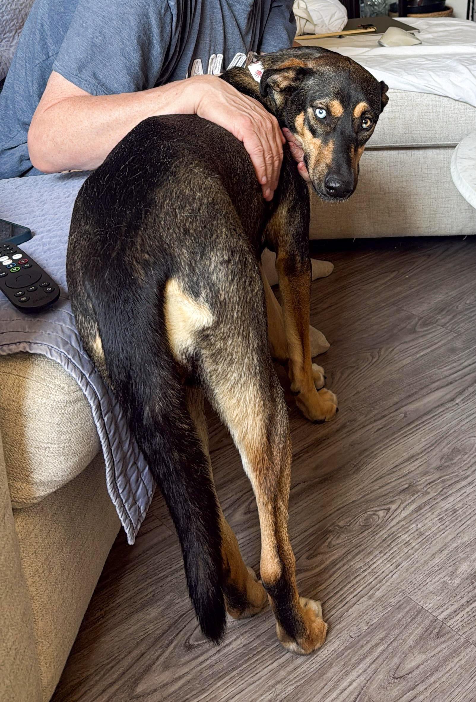 Enlarge Dakota, a ADOPTABLE mixed breed in West Hollywood, CA image 3/3