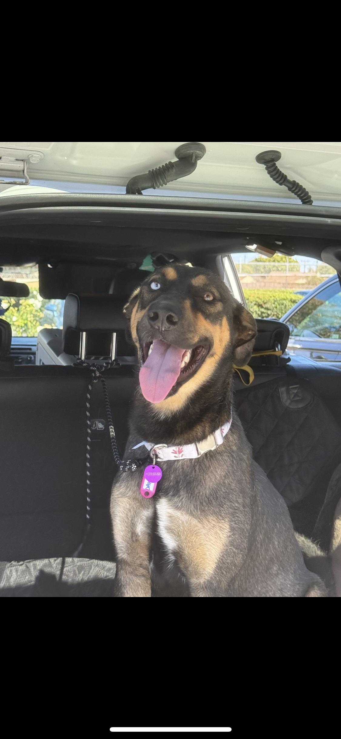 Enlarge Dakota, a ADOPTABLE mixed breed in West Hollywood, CA image 1/3