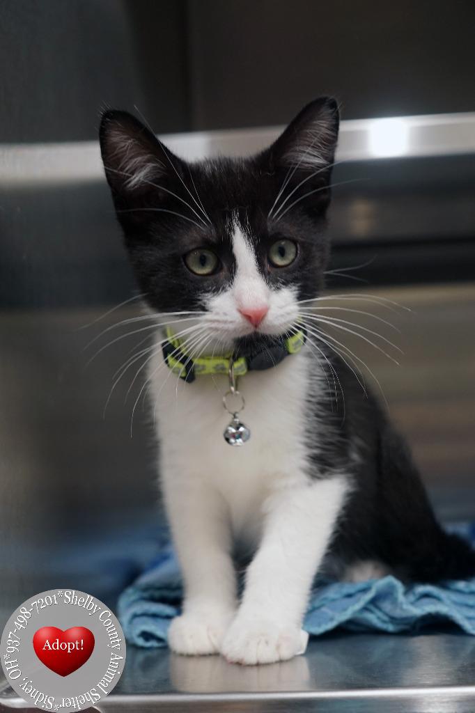 Jackson, Adopted, Kitten Male Domestic Short Hair.