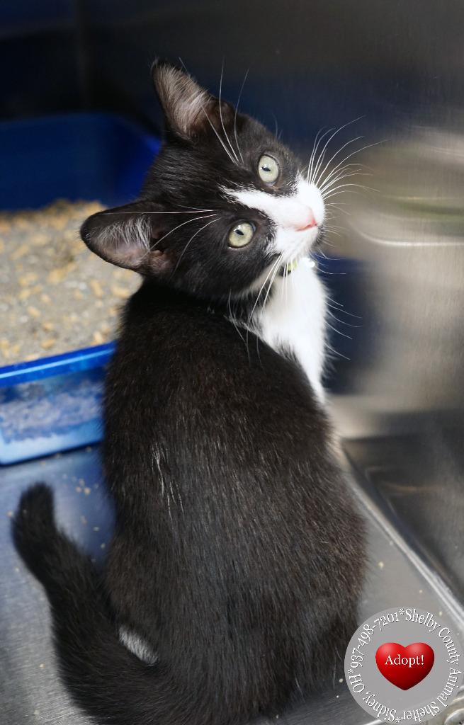 Enlarge Jackson, a Adopted mixed breed in Sidney, OH image 2/3