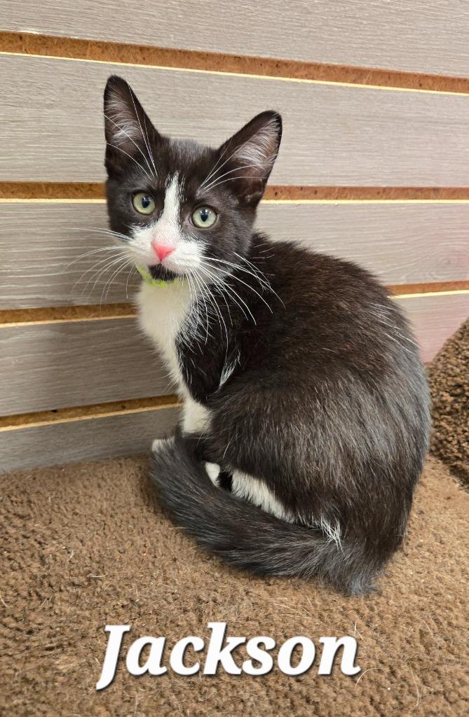 Enlarge Jackson, a Adopted mixed breed in Sidney, OH image 3/3