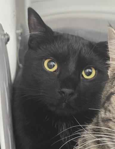 Enlarge Viper and Quincy, a Adoptable Domestic Short Hair in Webster, MA image 1/2