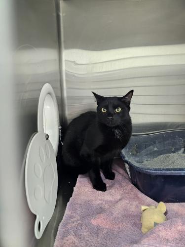 Enlarge Viper and Quincy, a Adoptable Domestic Short Hair in Webster, MA image 2/2