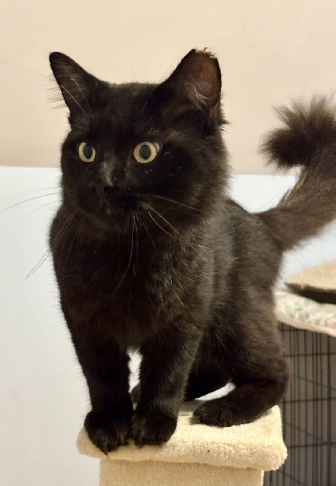 Enlarge Omar, a Adopted mixed breed in New Bedford, MA image 2/3