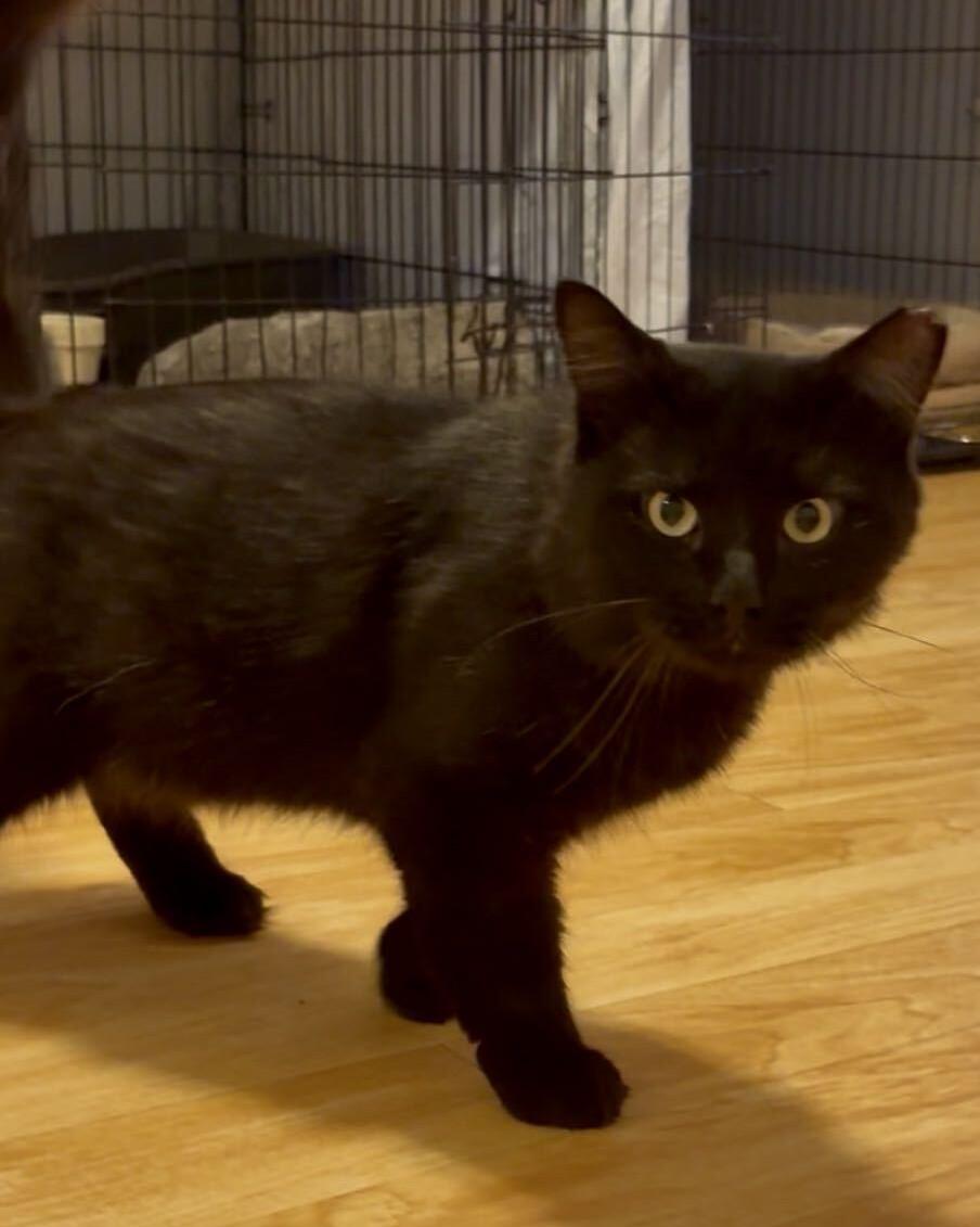 Enlarge Omar, a Adopted mixed breed in New Bedford, MA image 3/3